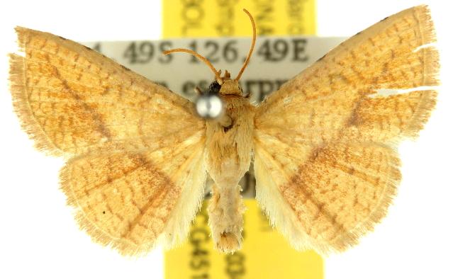 Striglina meridiana