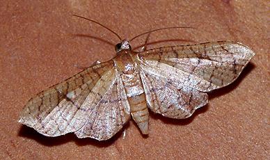 Pharambara micacealis