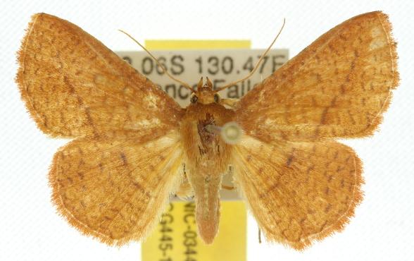 Striglina navigatorum