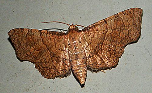 Mellea ordinaria