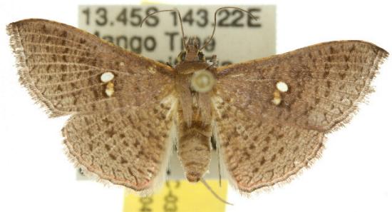 Banisia placida