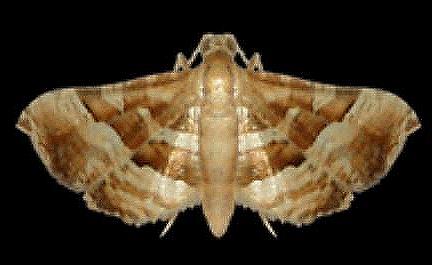 Addaea polyphoralis