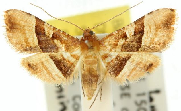 Addaea polyphoralis