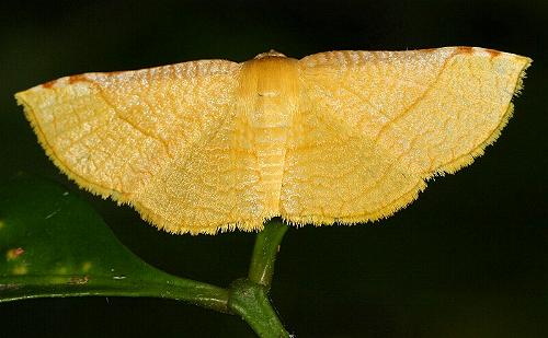 Aglaopus stramentaria