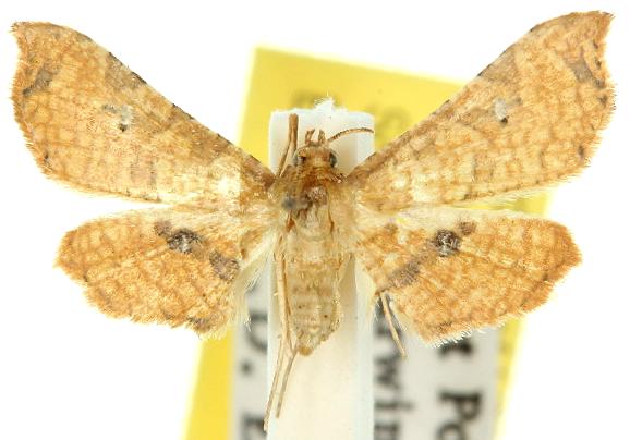 Picrostomastis subrosealis