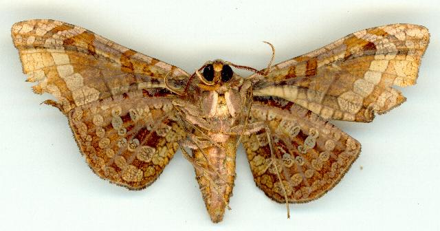Oxycophina theorina