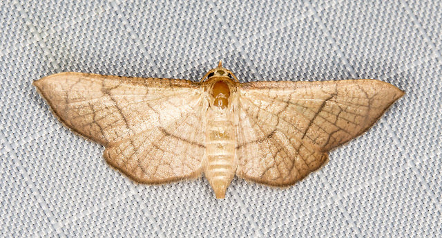Hypolamprus ypsilon