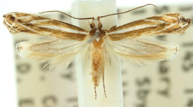 Erechthias acontistes