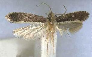 Monopis ethelella