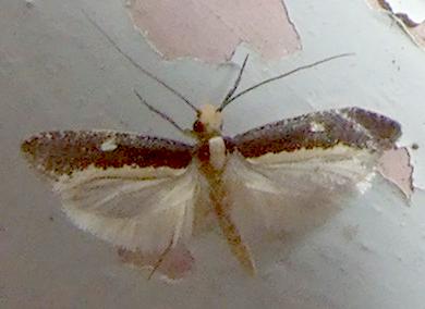 Monopis ethelella