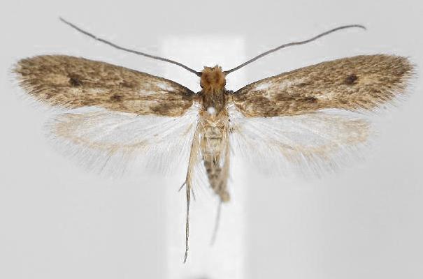 Tinea pellionella
