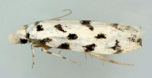 Erechthias simulans