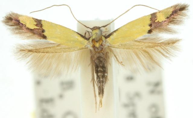 Opogona stereodyta