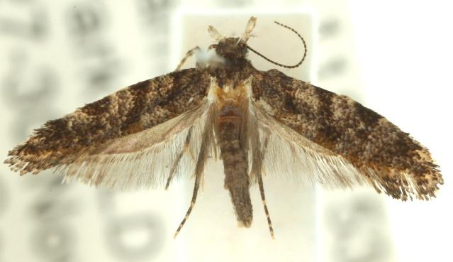 Parochmastis styracodes
