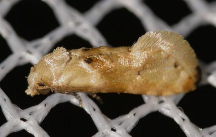 Eupoecilia acrographa