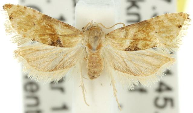 Eupoecilia acrographa