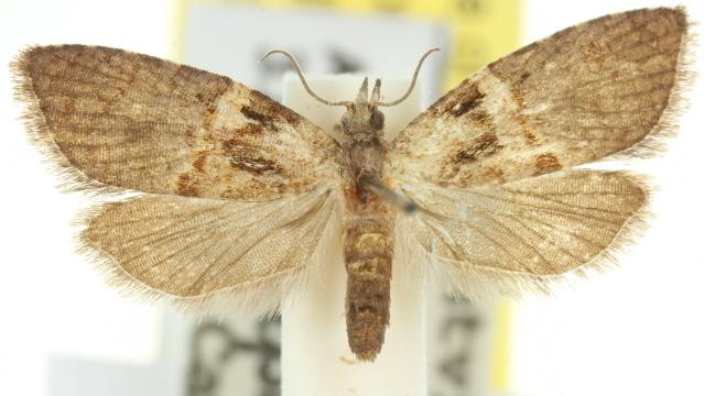 Paranepsia amydra