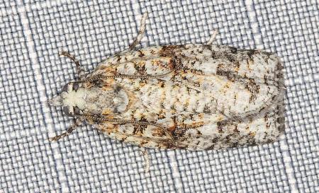 Acropolitis canana