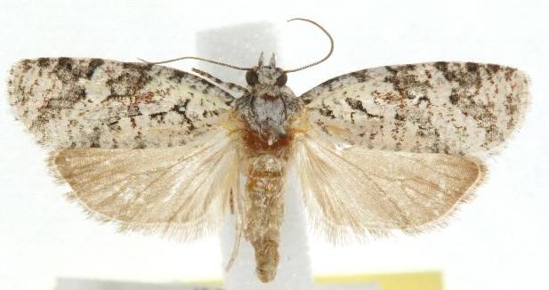Acropolitis canana