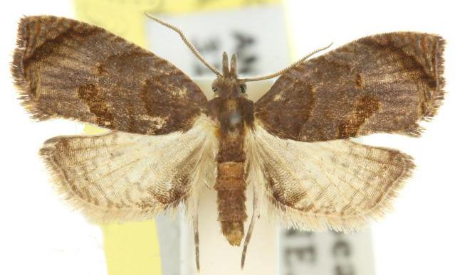 Taeniarchis catenata