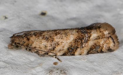 Isochorista chaodes