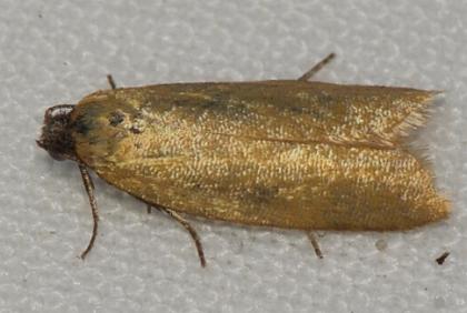 Standishana concolorana