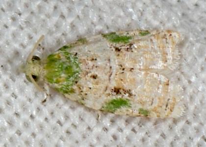 Asterolepis earina