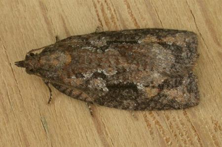 Acropolitis excelsa