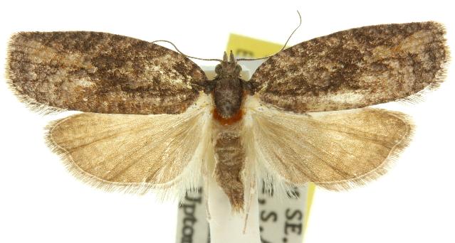 Acropolitis excelsa