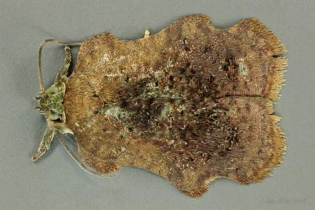 Exeristeboda exeristis