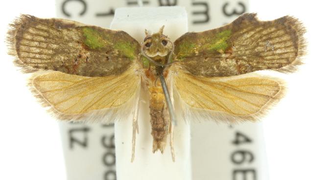 Exeristeboda exeristis