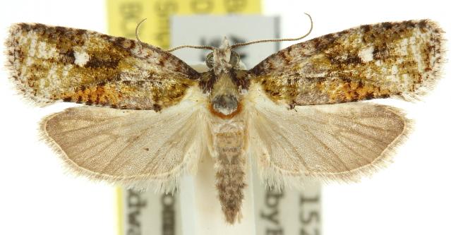 Acropolitis hedista