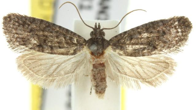 Tracholena homopolia