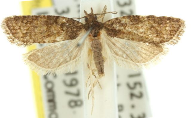Capnoptycha ipnitis
