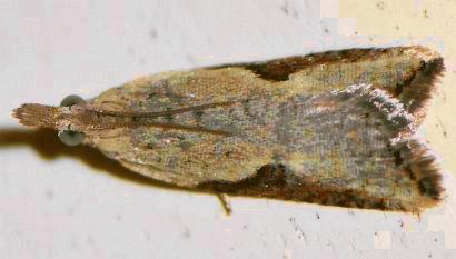 Parastranga macrogona