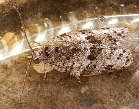 Isotenes miserana