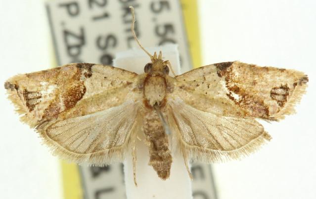 Neocalyptis molesta