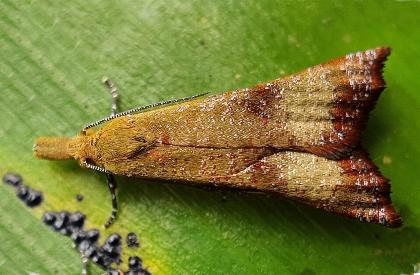 Tanychaeta neanthes