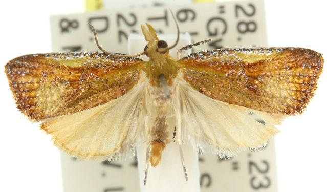 Tanychaeta neanthes
