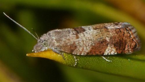 Symphygas nephaula