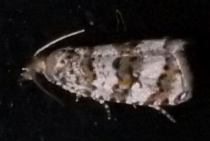 Scolioplecta ochrophylla