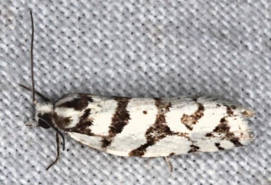 Technitis oriarcha