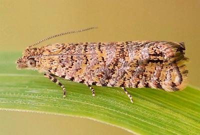 Isochorista panaeolana