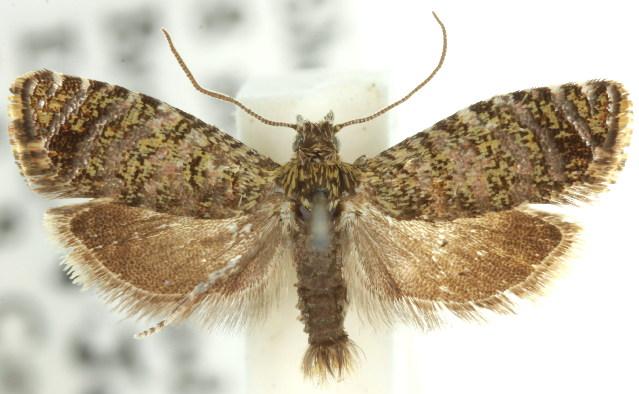 Isochorista panaeolana