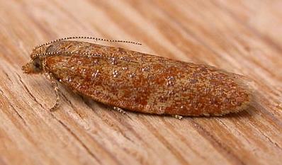 Dichelopa panoplana