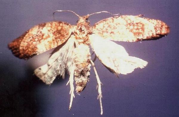 Epiphyas postvittana
