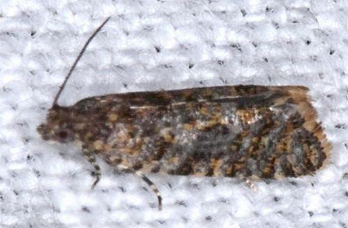 Isochorista pumicosa