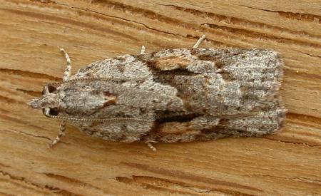 Acropolitis rudisana