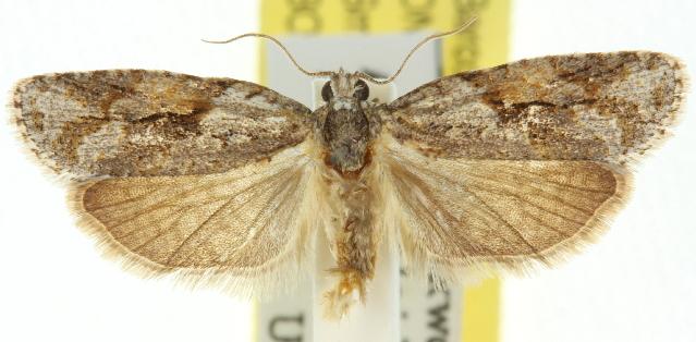 Acropolitis rudisana