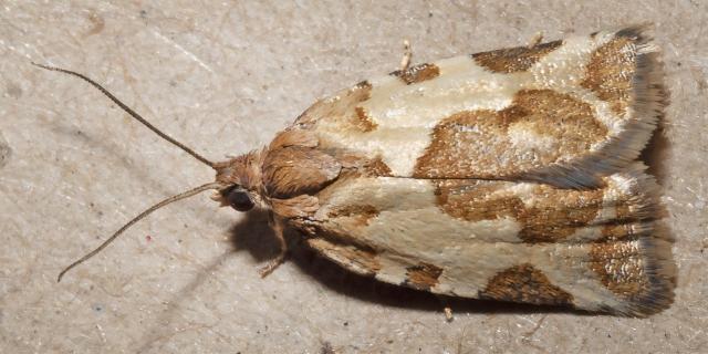 Subfurcatana schematica